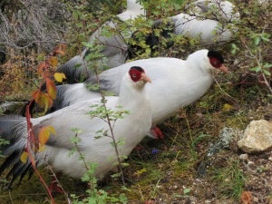 Wild Mountain Chickens